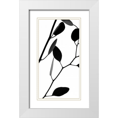 Lunaria Honesty II White Modern Wood Framed Art Print with Double Matting by Burkhart, Monika