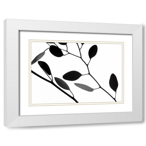 Lunaria Honesty IV White Modern Wood Framed Art Print with Double Matting by Burkhart, Monika
