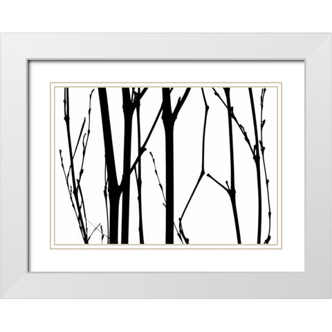 Branch Silhouette VI White Modern Wood Framed Art Print with Double Matting by Burkhart, Monika
