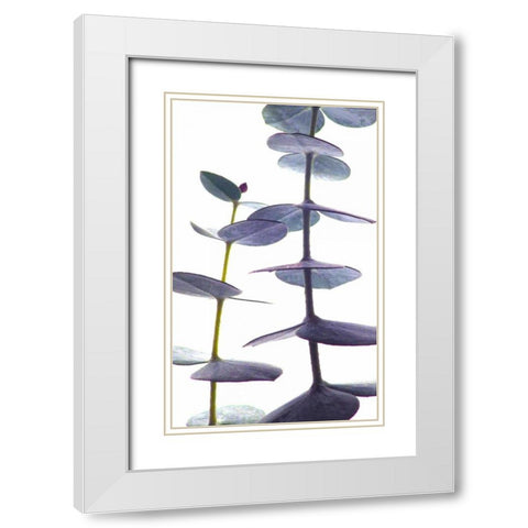 Eucalyptus II White Modern Wood Framed Art Print with Double Matting by Burkhart, Monika