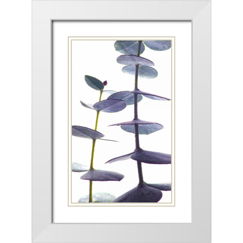 Eucalyptus II White Modern Wood Framed Art Print with Double Matting by Burkhart, Monika
