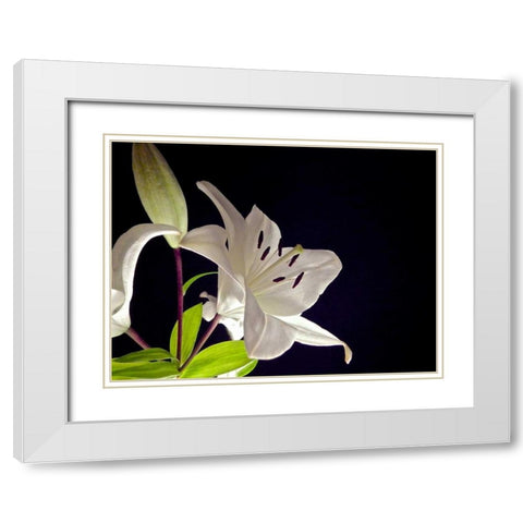 White Lilies I White Modern Wood Framed Art Print with Double Matting by Burkhart, Monika