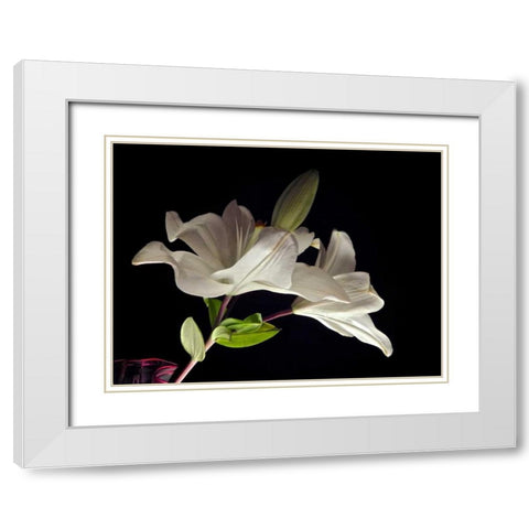 White Lilies II White Modern Wood Framed Art Print with Double Matting by Burkhart, Monika