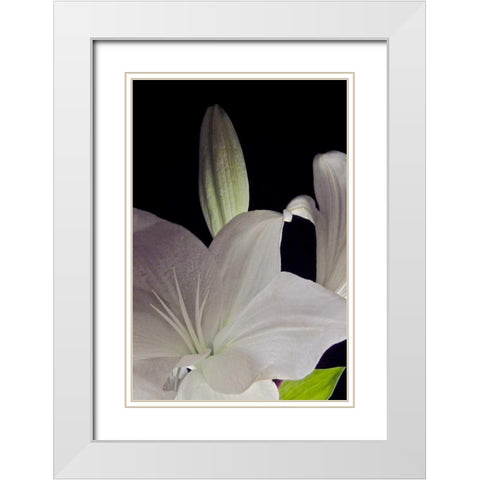 White Lilies IV White Modern Wood Framed Art Print with Double Matting by Burkhart, Monika