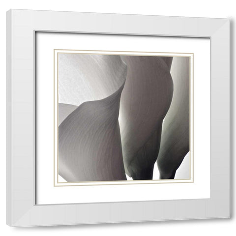 White Callas III White Modern Wood Framed Art Print with Double Matting by Burkhart, Monika