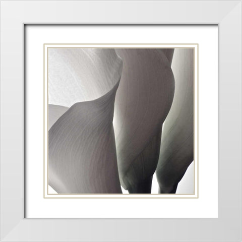 White Callas III White Modern Wood Framed Art Print with Double Matting by Burkhart, Monika