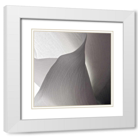 White Callas IV White Modern Wood Framed Art Print with Double Matting by Burkhart, Monika