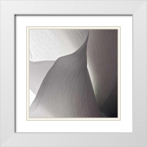 White Callas IV White Modern Wood Framed Art Print with Double Matting by Burkhart, Monika