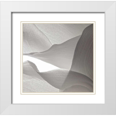 White Callas VI White Modern Wood Framed Art Print with Double Matting by Burkhart, Monika