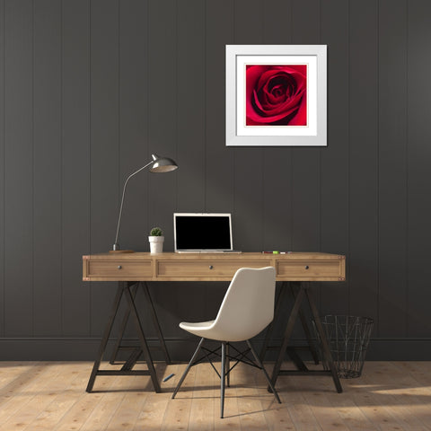 Red Rose I White Modern Wood Framed Art Print with Double Matting by Burkhart, Monika