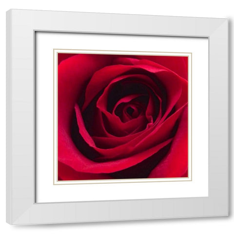 Red Rose I White Modern Wood Framed Art Print with Double Matting by Burkhart, Monika