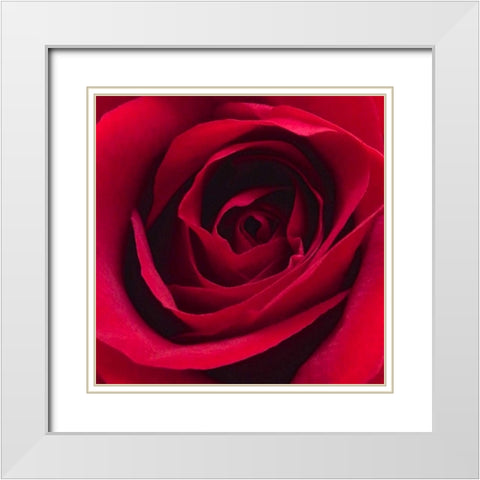 Red Rose I White Modern Wood Framed Art Print with Double Matting by Burkhart, Monika