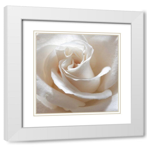 White Rose II White Modern Wood Framed Art Print with Double Matting by Burkhart, Monika