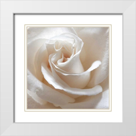 White Rose II White Modern Wood Framed Art Print with Double Matting by Burkhart, Monika