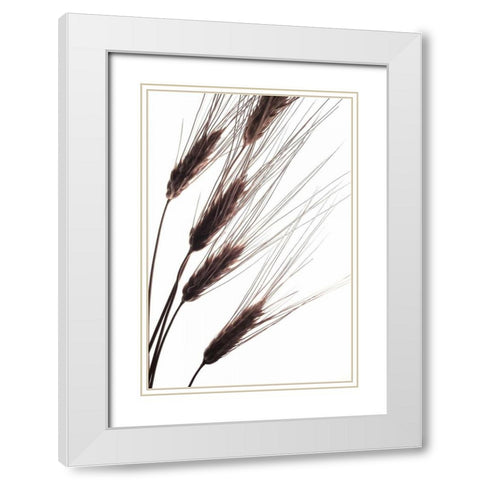 Wheat I White Modern Wood Framed Art Print with Double Matting by Burkhart, Monika
