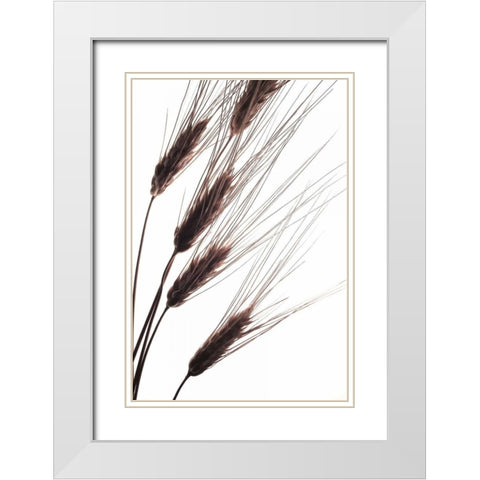 Wheat I White Modern Wood Framed Art Print with Double Matting by Burkhart, Monika
