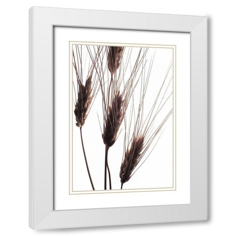 Wheat II White Modern Wood Framed Art Print with Double Matting by Burkhart, Monika