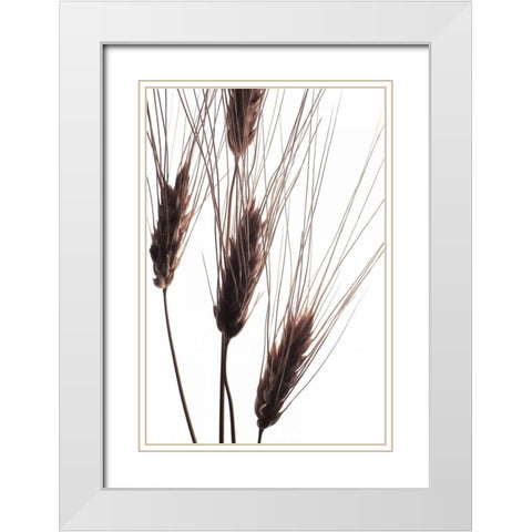 Wheat II White Modern Wood Framed Art Print with Double Matting by Burkhart, Monika