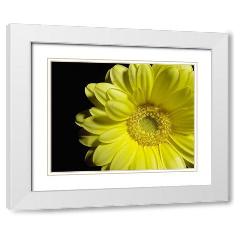 Yellow Daisy White Modern Wood Framed Art Print with Double Matting by Burkhart, Monika