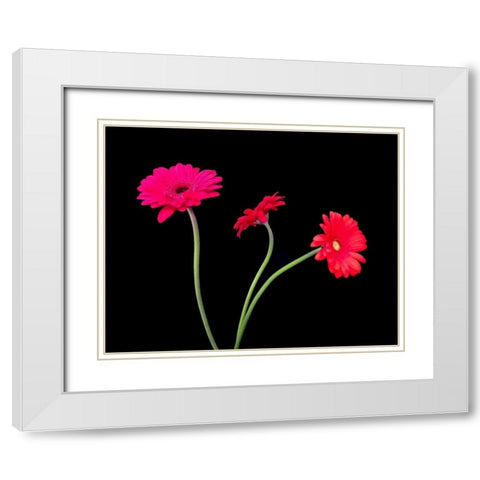 Crazy Daisies II White Modern Wood Framed Art Print with Double Matting by Burkhart, Monika