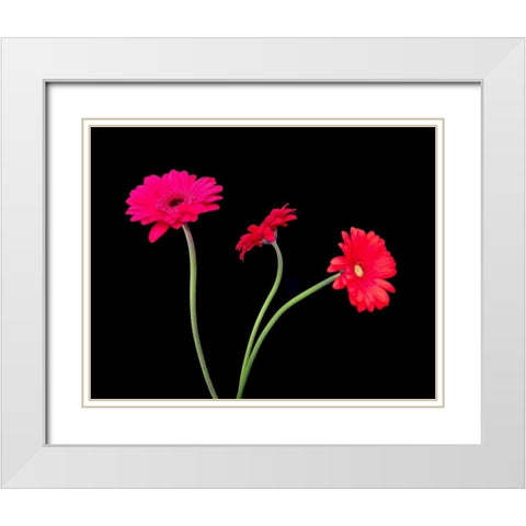 Crazy Daisies II White Modern Wood Framed Art Print with Double Matting by Burkhart, Monika