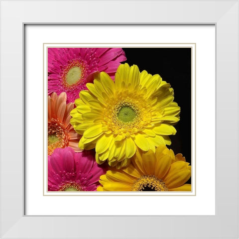 Spring Potpourri II White Modern Wood Framed Art Print with Double Matting by Burkhart, Monika