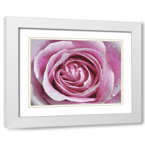 Raindrops and Roses II White Modern Wood Framed Art Print with Double Matting by Burkhart, Monika