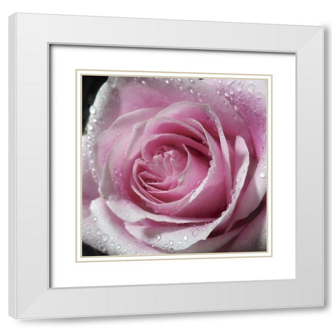 Raindrops and Roses III White Modern Wood Framed Art Print with Double Matting by Burkhart, Monika