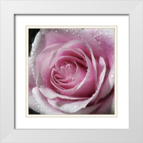 Raindrops and Roses III White Modern Wood Framed Art Print with Double Matting by Burkhart, Monika