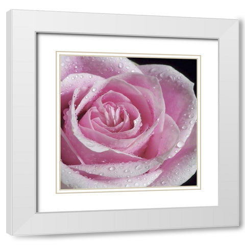 Raindrops and Roses IV White Modern Wood Framed Art Print with Double Matting by Burkhart, Monika