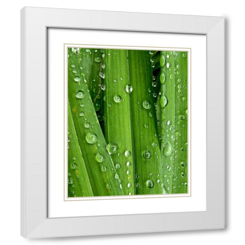 April Rain I White Modern Wood Framed Art Print with Double Matting by Burkhart, Monika