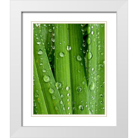 April Rain I White Modern Wood Framed Art Print with Double Matting by Burkhart, Monika