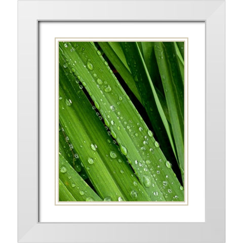 April Rain II White Modern Wood Framed Art Print with Double Matting by Burkhart, Monika