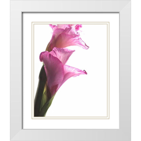 Beauty in the Bloom I White Modern Wood Framed Art Print with Double Matting by Burkhart, Monika
