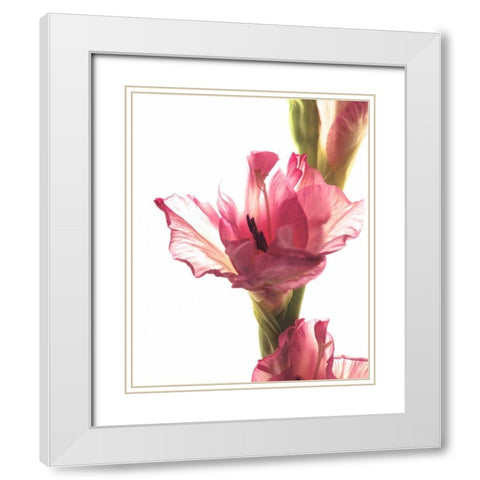 Beauty in the Bloom II White Modern Wood Framed Art Print with Double Matting by Burkhart, Monika
