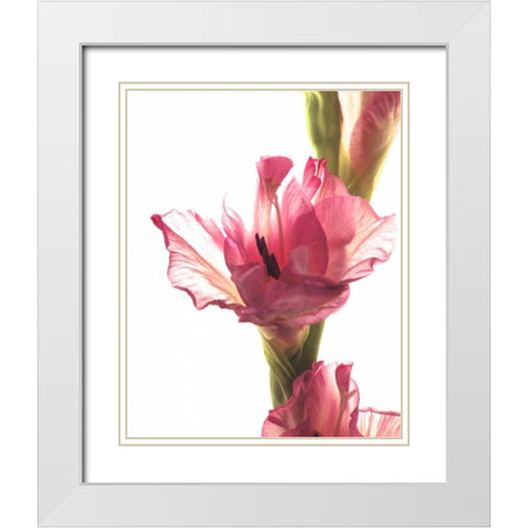 Beauty in the Bloom II White Modern Wood Framed Art Print with Double Matting by Burkhart, Monika