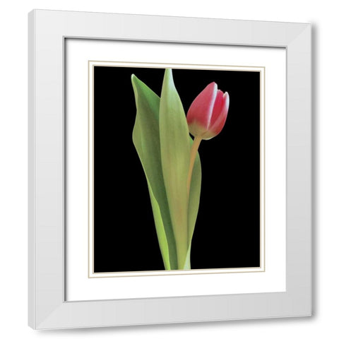 Blush of Spring I White Modern Wood Framed Art Print with Double Matting by Burkhart, Monika