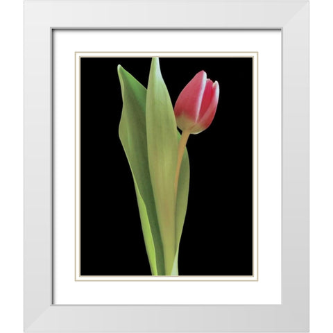Blush of Spring I White Modern Wood Framed Art Print with Double Matting by Burkhart, Monika