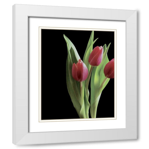 Blush of Spring II White Modern Wood Framed Art Print with Double Matting by Burkhart, Monika