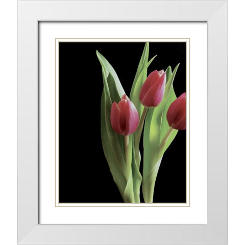 Blush of Spring II White Modern Wood Framed Art Print with Double Matting by Burkhart, Monika