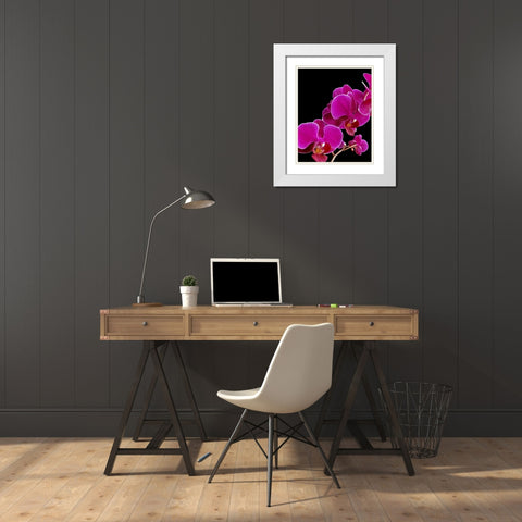 Orchid Essence I White Modern Wood Framed Art Print with Double Matting by Burkhart, Monika