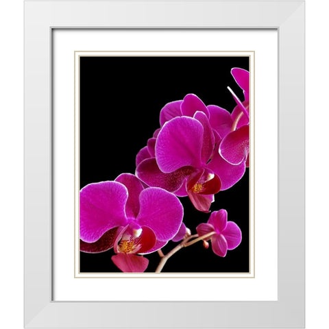 Orchid Essence I White Modern Wood Framed Art Print with Double Matting by Burkhart, Monika
