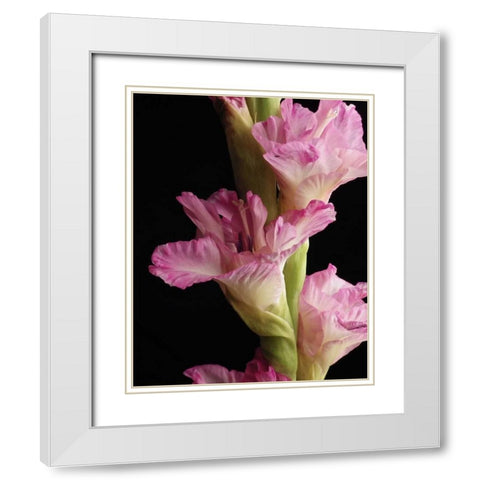 Pink Quintessence White Modern Wood Framed Art Print with Double Matting by Burkhart, Monika