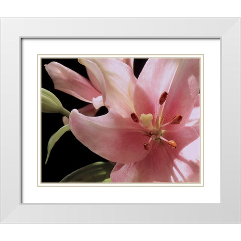 Pink Translucence III White Modern Wood Framed Art Print with Double Matting by Burkhart, Monika