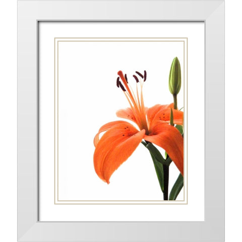 Daylily II White Modern Wood Framed Art Print with Double Matting by Burkhart, Monika