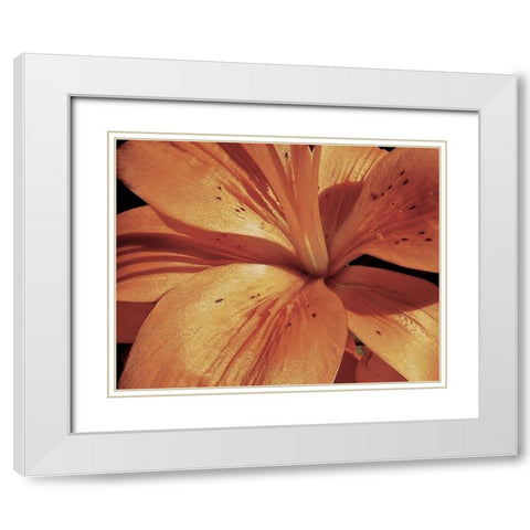 Exotique II White Modern Wood Framed Art Print with Double Matting by Burkhart, Monika