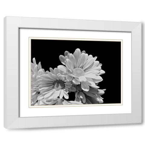 Daisy Dazzle BW II White Modern Wood Framed Art Print with Double Matting by Burkhart, Monika