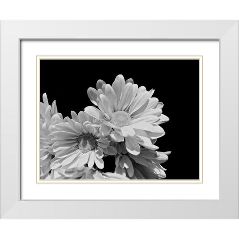 Daisy Dazzle BW II White Modern Wood Framed Art Print with Double Matting by Burkhart, Monika