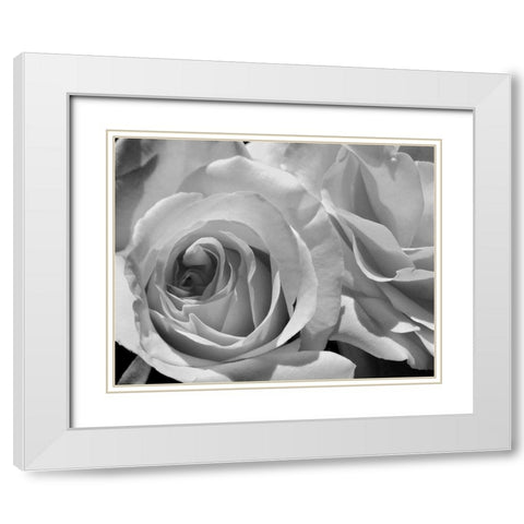 LEssence de la Rose BW III White Modern Wood Framed Art Print with Double Matting by Burkhart, Monika