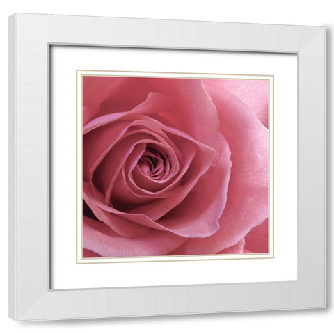 Blush Rose White Modern Wood Framed Art Print with Double Matting by Burkhart, Monika
